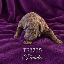 Girl 8 - Chocolate female Australian Labradoodle puppy in Easley, South Carolina from Royal Diamond Australian Labradoodles