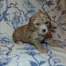 Jasper - Buff male Cockapoo puppy in Sunset, Louisiana from Cano Cockapoos