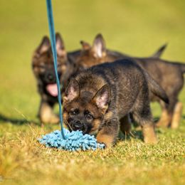 German Shepherd Puppies from Sommerfeld German Shepherds