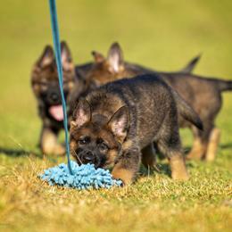 German Shepherd Puppies from Sommerfeld German Shepherds