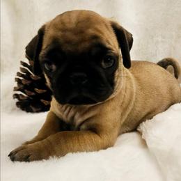 Lorcan - Fawn male Pug puppy in Dexter, Kansas from Beautiful pugs