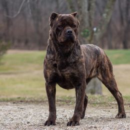 Amber - Cane Corso