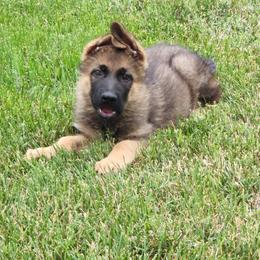 Xander - Sable male German Shepherd puppy in Whitewater, California from Vom Haus Metzler Shepherds
