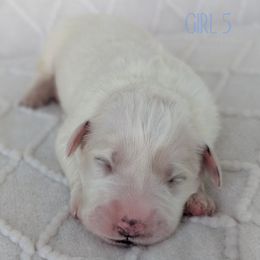 Girl 5 - White female Great Pyrenees puppy in Yakima, Washington from Naches Heights Ranch
