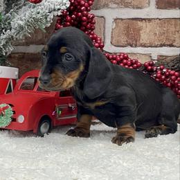 Silas - Black and tan male Dachshund puppy in Industry, Illinois from KDKs Kennels