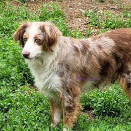 Rose - Miniature Australian Shepherd