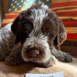 Hank-(Venom) - Brown and gray male Wirehaired Pointing Griffon puppy in Grangeville, Idaho from Happy Hollow Griffons