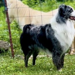 Australian Shepherds and Pomeranians from Hollis Creek Farm