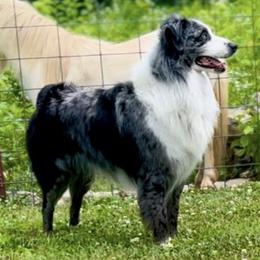 Australian Shepherds and Pomeranians from Hollis Creek Farm