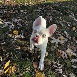 Ricardo - White French Bulldog puppy in Kansas City, Missouri from Feuer Frenchies