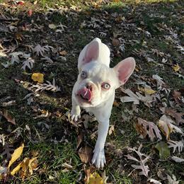 Ricardo - White French Bulldog puppy in Kansas City, Missouri from Feuer Frenchies