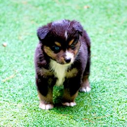 Sparrow - Black tri male Miniature American Shepherd puppy in South Branch, Michigan from Ross Ranch Mini and Standard Aussie's