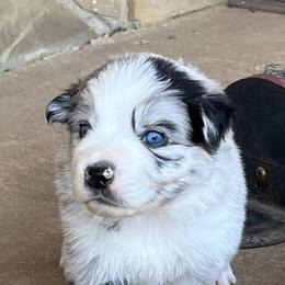 Miniature Australian Shepherds from 7 Bar G Ranch Toy/ Mini Aussies