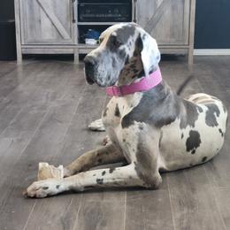 Great Danes from Johnson's Great Danes