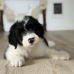Girl 1 - White and black female Bordoodle puppy in Shelton, Washington from Prophecy Kennels