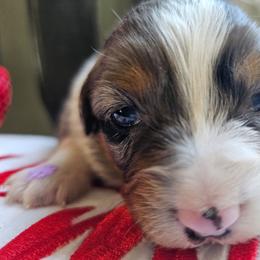 Valentina - Blue merle female Miniature Australian Shepherd puppy in Dunnellon, Florida from Ever After Mini Aussies