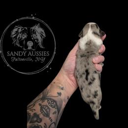 Eve - Blue merle female Australian Shepherd puppy in Fultonville, New York from Sandy Aussies, Mini Dachshunds & Pomeranians