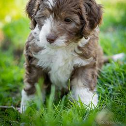 Choco Taco - Red tri-color male Aussiedoodle puppy in Grants Pass, Oregon from Woodwind Miniatures
