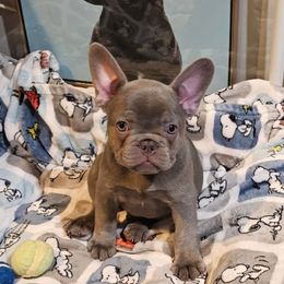 French Bulldog Puppies from Fancy Frenchies
