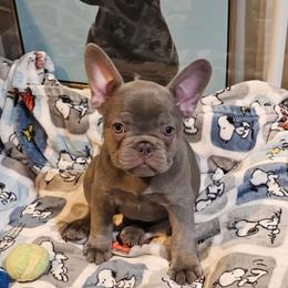 French Bulldog Puppies from Fancy Frenchies
