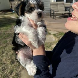 Yorkshire Terrier Puppies from Snacksville Yorkies