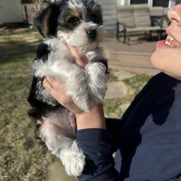 Yorkshire Terrier Puppies from Snacksville Yorkies