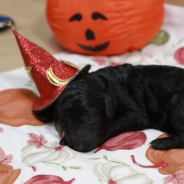Black girl - Black female Labradoodle puppy in Colonial Beach, Virginia from Bristol Mine Kennels