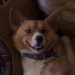 Ronnie - Pembroke Welsh Corgi