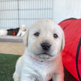 Labrador Retriever Puppies from Black Mountain Service Dogs