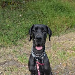 Bonnie - Black female Great Dane puppy in Milford, Pennsylvania from R&R Breeding and Pet Care