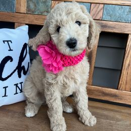 Pink Girl - Apricot female Poodle puppy in Mc Bain, Michigan from The Dog House