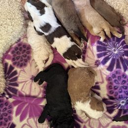 Bernedoodle, Double Doodle, and Saint Berdoodle Puppies from Remington Kennels, LLC