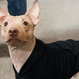 Bruce - American Hairless Terrier