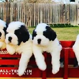 Saint Bernard Puppies from Dementhon Saint Bernards