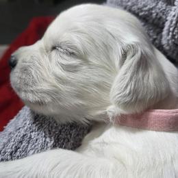 Girl 4 - Light golden female Golden Retriever puppy in Webberville, Michigan from All by grace goldens