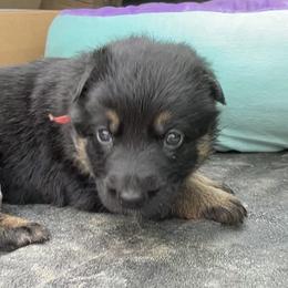 Dachshund and German Shepherd Puppies from Illyria Dox & GSD