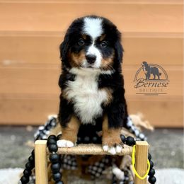 Yellow - Tri-color male Bernese Mountain Dog puppy in Waukesha, Wisconsin from Bernese Boutique