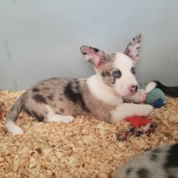 Red - Red merle and white male Cardigan Welsh Corgi puppy in Myton, Utah from Cardigan Corgi Cuties 💓
