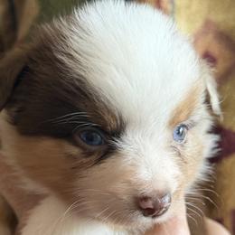 Miniature American Shepherds and Miniature Australian Shepherds from Ebersole Ranch
