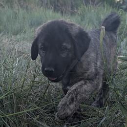 Marie - Brindle female Anatolian Shepherd Dog puppy in Princeton, Oregon from Learning With Dogs