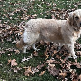 Golden Retrievers from Coyote Creek Farm and Kennel