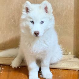 Eskimo (M6) - White male Siberian Husky puppy in Lunenburg, Vermont from SNOW WOOLY HUSKY