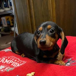 Dachshunds from Charlotte's Dachshunds