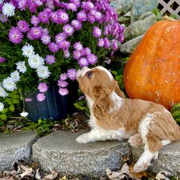 Cavalier King Charles Spaniel Puppies from Sunset Valley Cavaliers