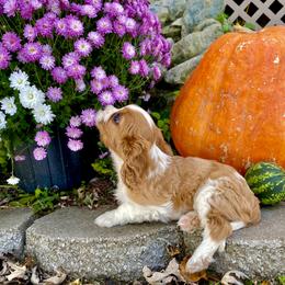 Cavalier King Charles Spaniel Puppies from Sunset Valley Cavaliers