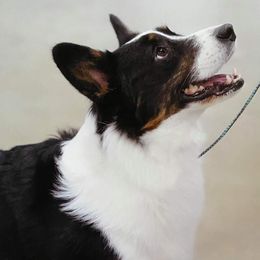 Midas - Cardigan Welsh Corgi