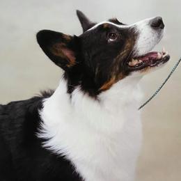 Midas - Cardigan Welsh Corgi