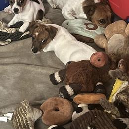 Border Collie and Jack Russell Terrier Puppies from CP FARMS BORDER COLLIES N JACKS CORP