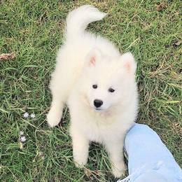 Jonah - White male Samoyed puppy in Durant, Oklahoma from OrangeLine Samoyeds
