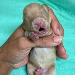 Cream boy 1 - Cream male Dachshund puppy in Honolulu, Hawaii from A&A Mini Dachshunds